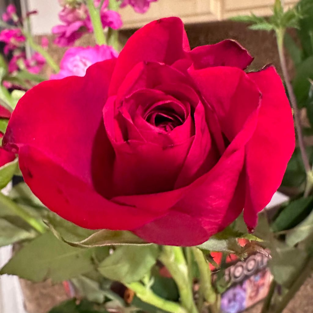 The Brain on Love – the highs and the lows